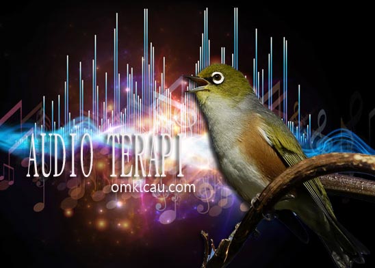 download suara burung kolibri omkicau